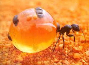 bigbut ant