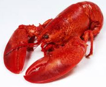 lobster