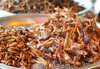 tradional insect food