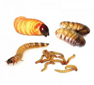 download fluker farms superworms download fluker farms superworms