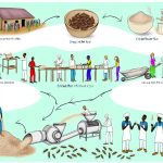 How cricket flour is made and used.